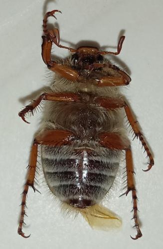 Amphimallon solstitiale